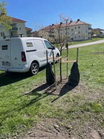 Trädplantering på gräsyta - övriga bilder
