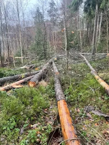 Fällda träd i skog - trädfällning
