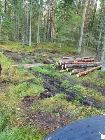 Skogsstig efter trädfällning - trädfällning