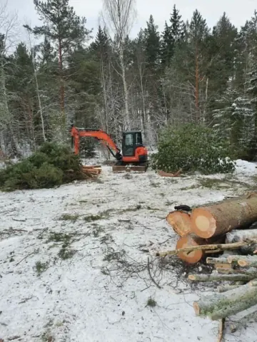 Vinterfallning med stammar - trädfällning